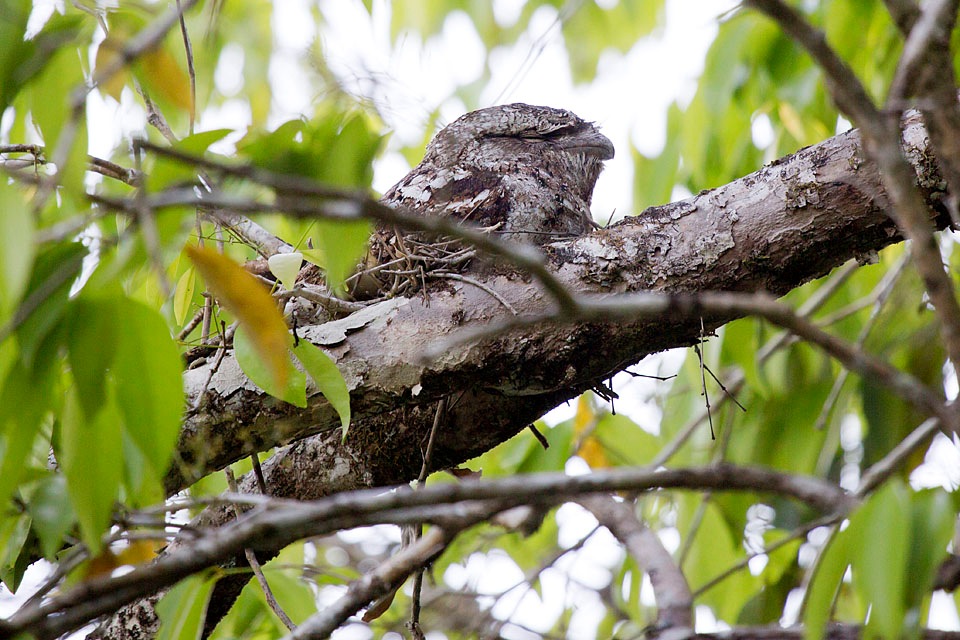 Papuan Frogmouth (Podargus papuensis)